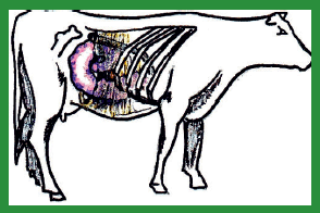 Manual de anestesias y cirugías de bovinos: Cirugías de Abdomen - Image 47