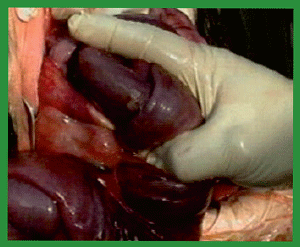 Manual de anestesias y cirugías de bovinos: Cirugías de Abdomen - Image 35