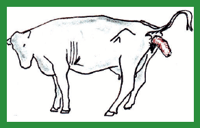 Manual de anestesias y cirugías de bovinos: Cirugías de Abdomen - Image 43