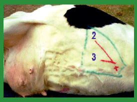 Manual de anestesias y cirugías de bovinos: Cirugías de Abdomen - Image 22
