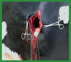 Manual de anestesias y cirugías de bovinos: Cirugías de Abdomen - Image 19