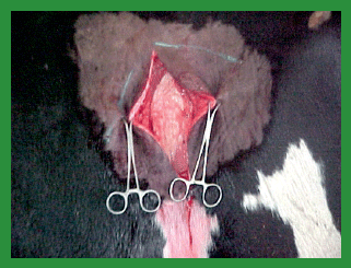 Manual de anestesias y cirugías de bovinos: Cirugías de Abdomen - Image 3