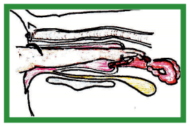 Manual de anestesias y cirugías de bovinos: Cirugías del aparato reproductor de la hembra - Image 43