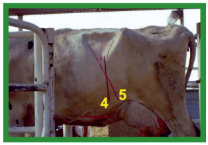 Manual de anestesias y cirugías de bovinos: Cirugías del aparato reproductor de la hembra - Image 1