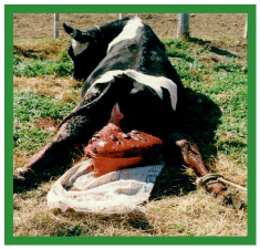 Manual de anestesias y cirugías de bovinos: Cirugías del aparato reproductor de la hembra - Image 34