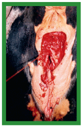 Manual de anestesias y cirugías de bovinos: Cirugías del aparato reproductor de la hembra - Image 20