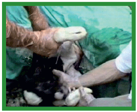 Manual de anestesias y cirugías de bovinos: Cirugías del aparato reproductor de la hembra - Image 7