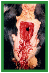 Manual de anestesias y cirugías de bovinos: Cirugías del aparato reproductor de la hembra - Image 19