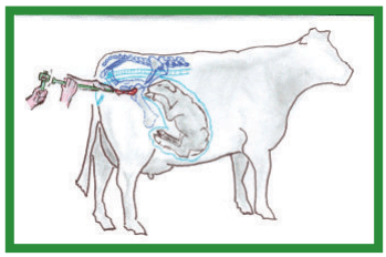 Manual de anestesias y cirugías de bovinos: Cirugías del aparato reproductor de la hembra - Image 14