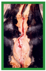 Manual de anestesias y cirugías de bovinos: Cirugías del aparato reproductor de la hembra - Image 23