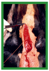 Manual de anestesias y cirugías de bovinos: Cirugías del aparato reproductor de la hembra - Image 21