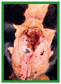 Manual de anestesias y cirugías de bovinos: Cirugías del aparato reproductor de la hembra - Image 18