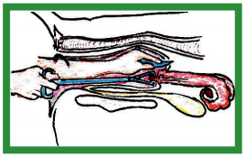 Manual de anestesias y cirugías de bovinos: Cirugías del aparato reproductor de la hembra - Image 42