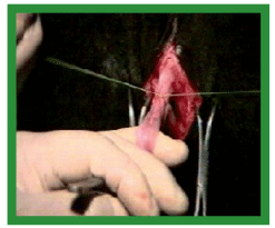 Manual de anestesias y cirugías de bovinos: Cirugías aparato reproductor del macho - Image 4