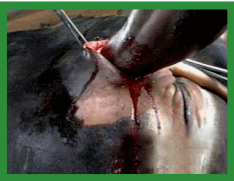 Manual de anestesias y cirugías de bovinos: Cirugías aparato reproductor del macho - Image 42