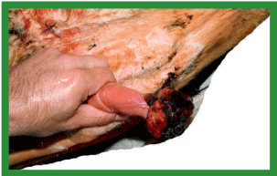 Manual de anestesias y cirugías de bovinos: Cirugías aparato reproductor del macho - Image 33