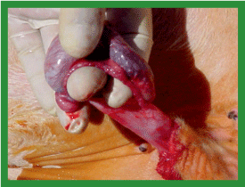 Manual de anestesias y cirugías de bovinos: Cirugías aparato reproductor del macho - Image 37