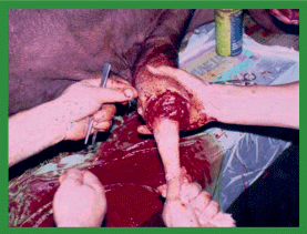 Manual de anestesias y cirugías de bovinos: Cirugías aparato reproductor del macho - Image 23