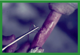 Manual de anestesias y cirugías de bovinos: Cirugías aparato reproductor del macho - Image 29