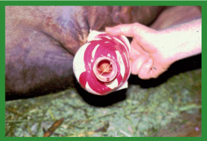 Manual de anestesias y cirugías de bovinos: Cirugías aparato reproductor del macho - Image 25