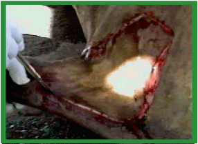 Manual de anestesias y cirugías de bovinos: Cirugías aparato reproductor del macho - Image 19