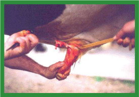 Manual de anestesias y cirugías de bovinos: Cirugías aparato reproductor del macho - Image 31