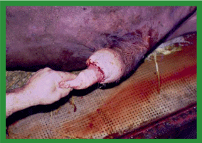 Manual de anestesias y cirugías de bovinos: Cirugías aparato reproductor del macho - Image 24