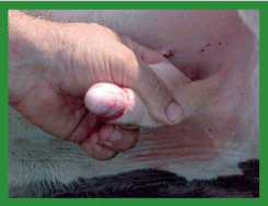Manual de anestesias y cirugías de bovinos: Cirugías aparato reproductor del macho - Image 39