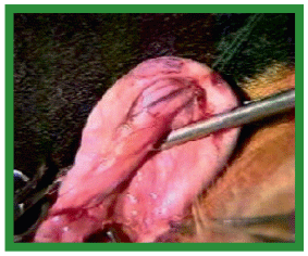 Manual de anestesias y cirugías de bovinos: Cirugías aparato reproductor del macho - Image 7