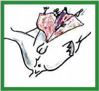 Manual de anestesias y cirugías de bovinos: Cirugías aparato reproductor del macho - Image 16