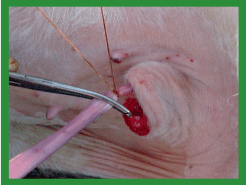 Manual de anestesias y cirugías de bovinos: Cirugías aparato reproductor del macho - Image 40