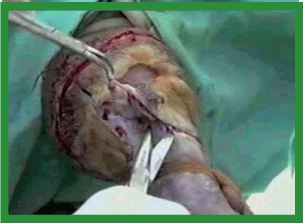 Manual de anestesias y cirugías de bovinos: Cirugías aparato reproductor del macho - Image 20
