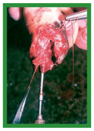 Manual de anestesias y cirugías de bovinos: Cirugías de los pezones - Image 8