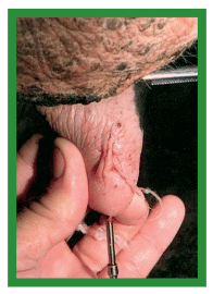 Manual de anestesias y cirugías de bovinos: Cirugías de los pezones - Image 22