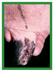 Manual de anestesias y cirugías de bovinos: Cirugías de los pezones - Image 13