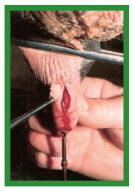 Manual de anestesias y cirugías de bovinos: Cirugías de los pezones - Image 21