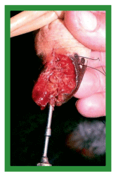Manual de anestesias y cirugías de bovinos: Cirugías de los pezones - Image 11