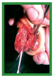 Manual de anestesias y cirugías de bovinos: Cirugías de los pezones - Image 9