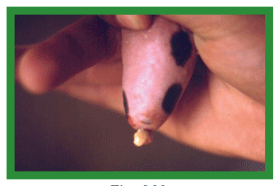 Manual de anestesias y cirugías de bovinos: Cirugías de los pezones - Image 19