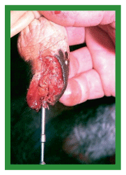 Manual de anestesias y cirugías de bovinos: Cirugías de los pezones - Image 10