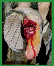 Manual de anestesias y cirugías de bovinos: Cirugías de las extremidades - Image 54