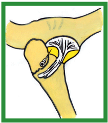 Manual de anestesias y cirugías de bovinos: Cirugías de las extremidades - Image 28