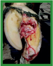 Manual de anestesias y cirugías de bovinos: Cirugías de las extremidades - Image 53