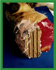 Manual de anestesias y cirugías de bovinos: Cirugías de las extremidades - Image 55