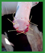 Manual de anestesias y cirugías de bovinos: Cirugías de las extremidades - Image 64