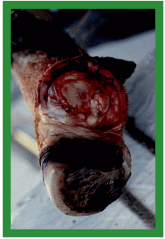 Manual de anestesias y cirugías de bovinos: Cirugías de las extremidades - Image 36