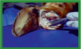Manual de anestesias y cirugías de bovinos: Cirugías de las extremidades - Image 43