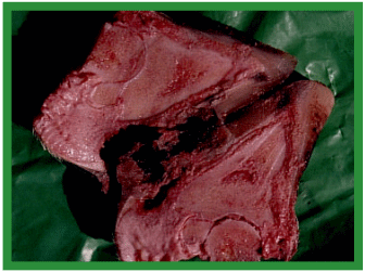 Manual de anestesias y cirugías de bovinos: Cirugías de las extremidades - Image 32