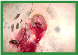 Manual de anestesias y cirugías de bovinos: Cirugías de las extremidades - Image 19