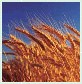 Impacto de los factores ambientales en el rendimiento del trigo en la campaña 2013 - Image 10